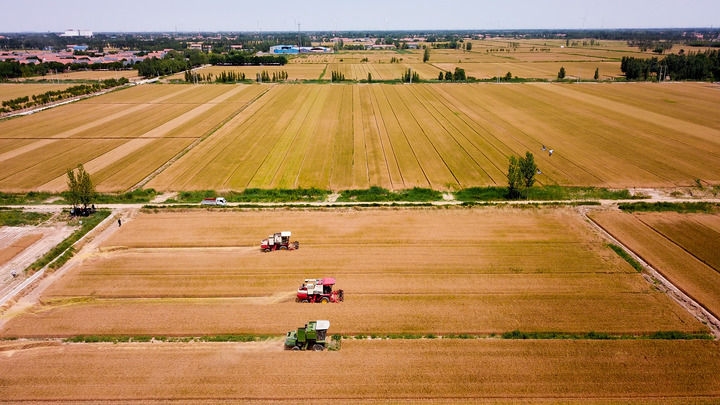 2022年6月7日，在山东省惠民县桑落墅镇，农民驾驶农机收获小麦(无人机照片)。新华社记者 郭绪雷 摄