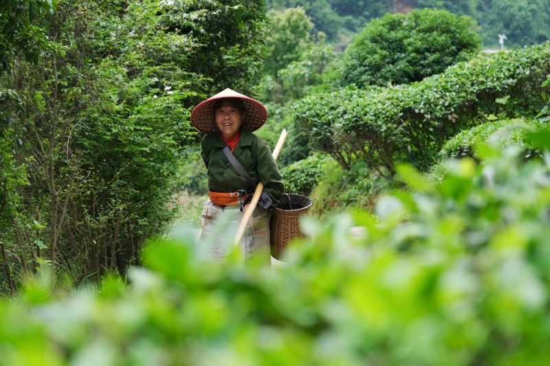 2024年4月24日，湖南省衡陽市耒陽市龍?zhí)伶?zhèn)江頭貢茶葉種植專業(yè)合作社，村民在茶山采摘茶葉，實現了家門口就業(yè)。