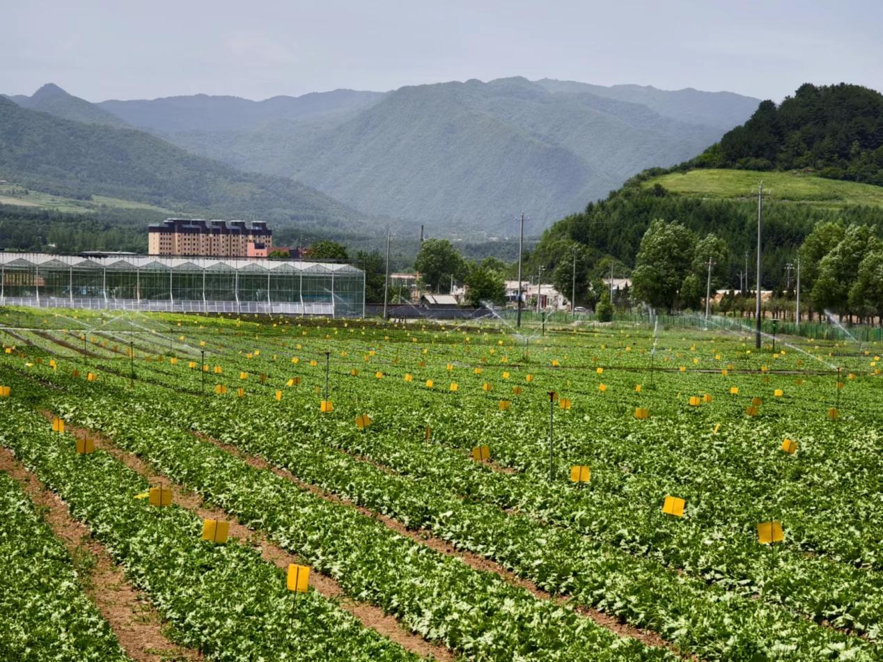 【高質(zhì)量發(fā)展調(diào)研行】秦嶺蔬菜如何裝進粵港澳大灣區(qū)的“菜籃子”？