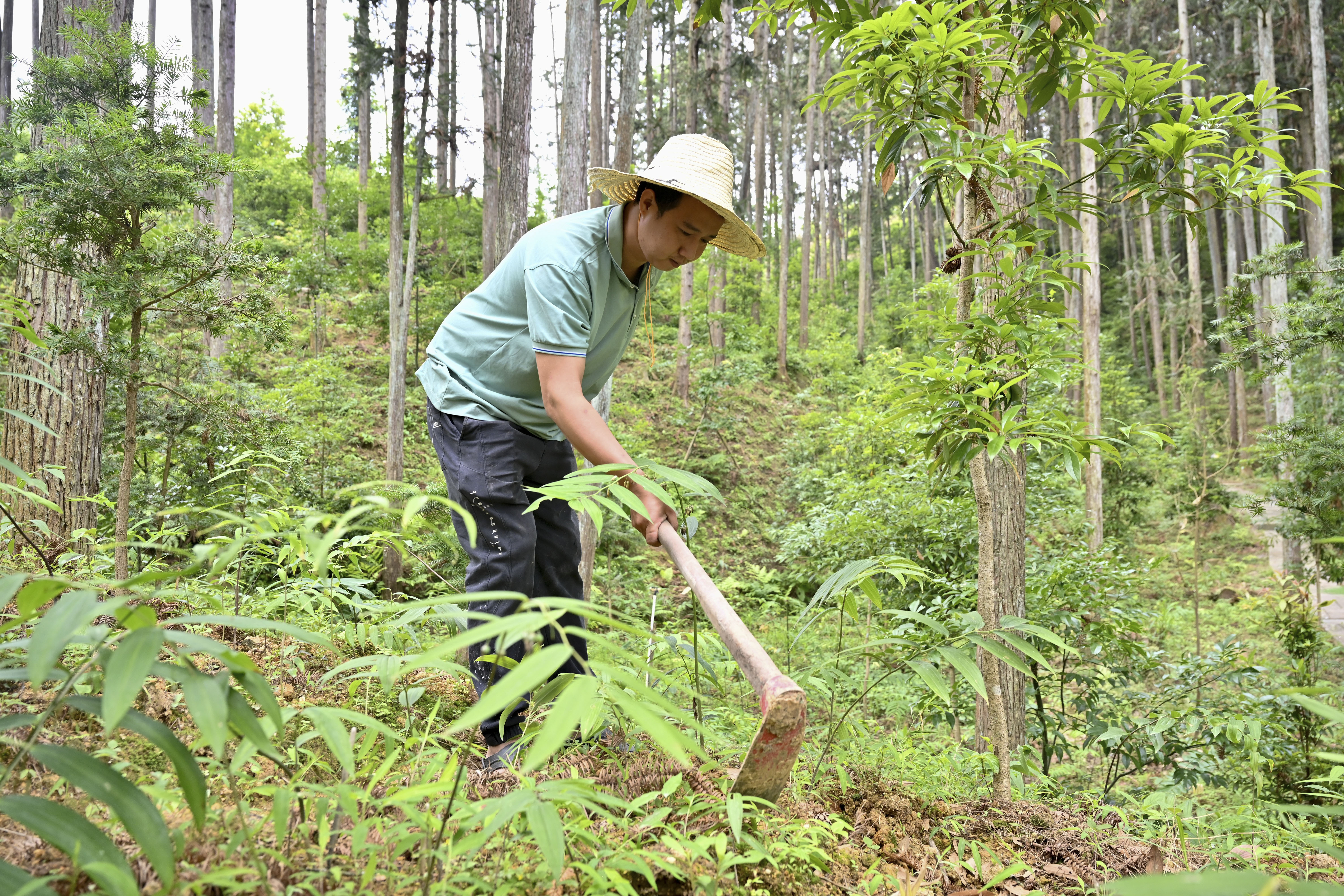 2024年5月9日，福建省三明市馬巖林下經(jīng)濟種植示范基地工人在管理林下種植的多花黃精。