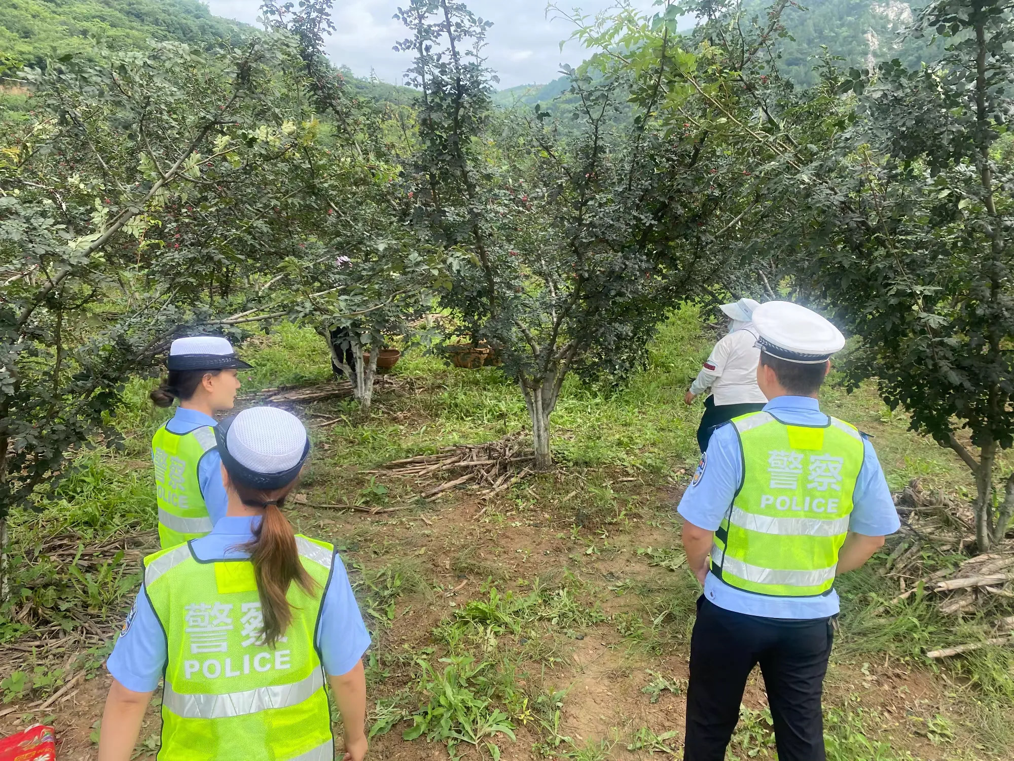 簡篇-鳳縣公安交警全力護航“花椒采摘季”道路交通安全