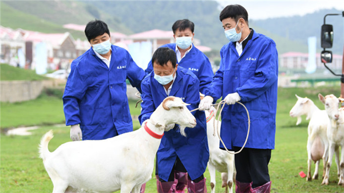 新华社丨陕西陇县举办首届奶山羊大赛