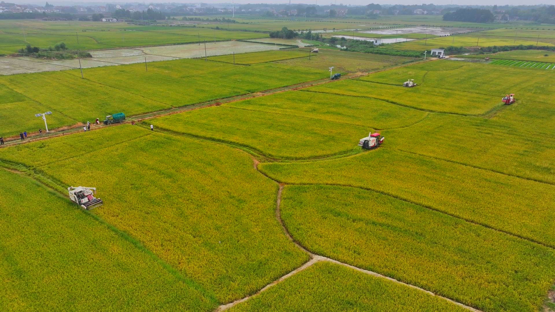 數(shù)臺收割機(jī)同時作業(yè)。常德市鼎城區(qū)融媒體中心供圖