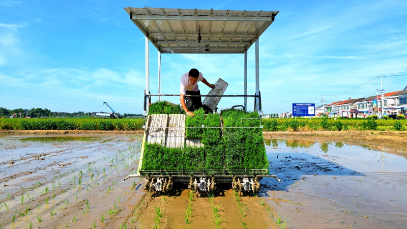 戴宏在無(wú)人駕駛的插秧機(jī)上作業(yè)。常德日?qǐng)?bào)社 王明睿 攝