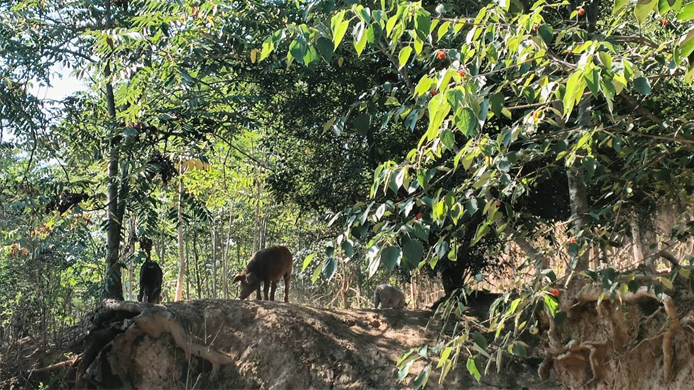 從生豬養殖到餐桌安全產業鏈 寶雞小伙趟出生態致富路