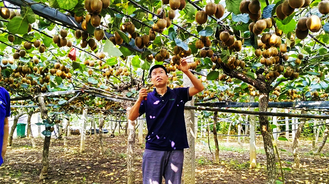 中央電視臺(tái)農(nóng)業(yè)農(nóng)村頻道：眉縣獼猴桃，酸甜剛剛好！