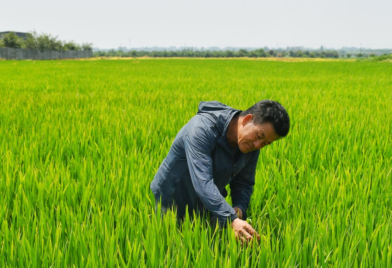 程夕兵在農(nóng)田里檢查水稻種植情況。人民網(wǎng)記者 周坤 攝