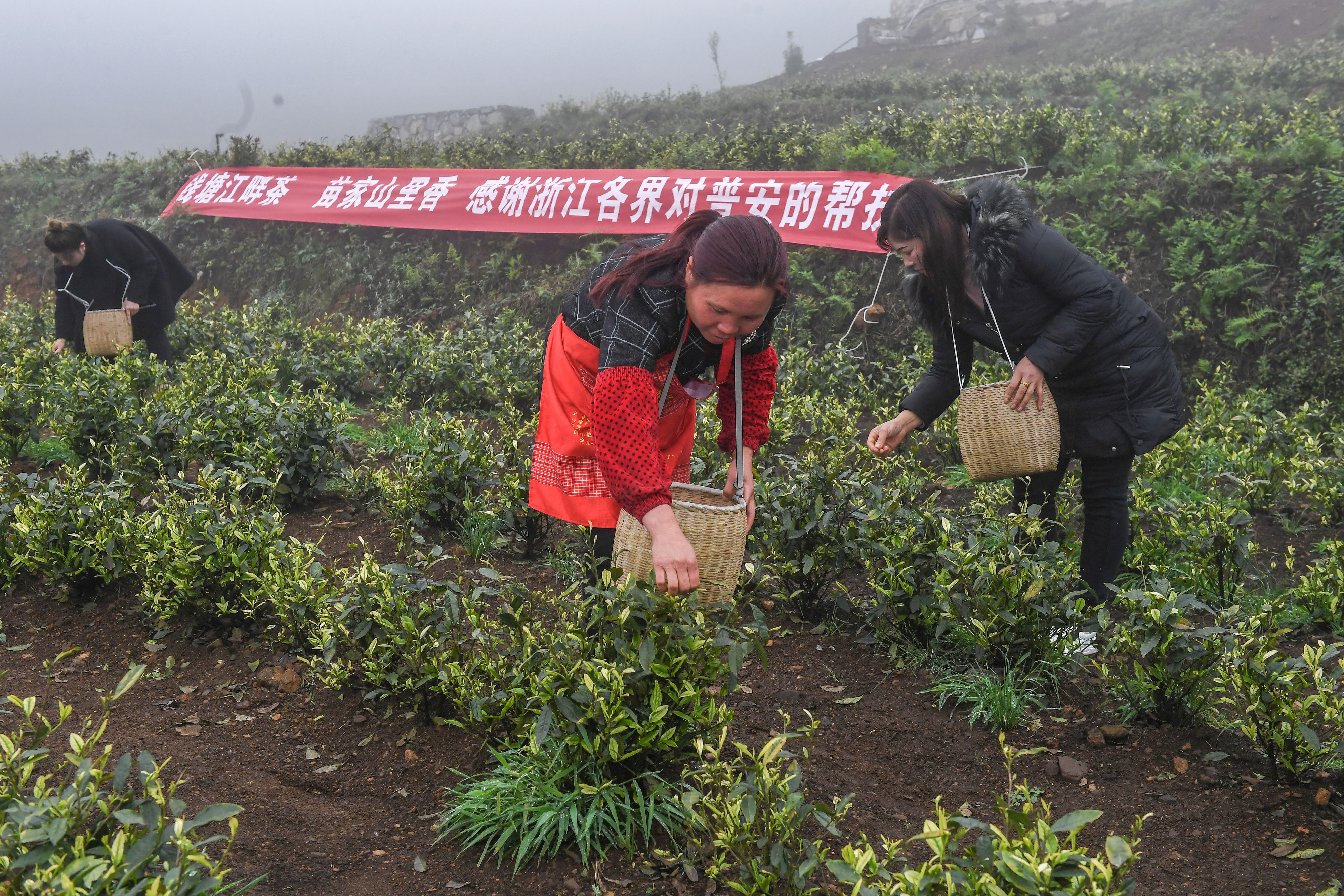 2021年4月14日，工人在貴州省黔西南州普安縣地瓜鎮(zhèn)屯上村“白葉一號(hào)”感恩茶園采茶。這片茶園由浙江省安吉縣捐贈(zèng)。