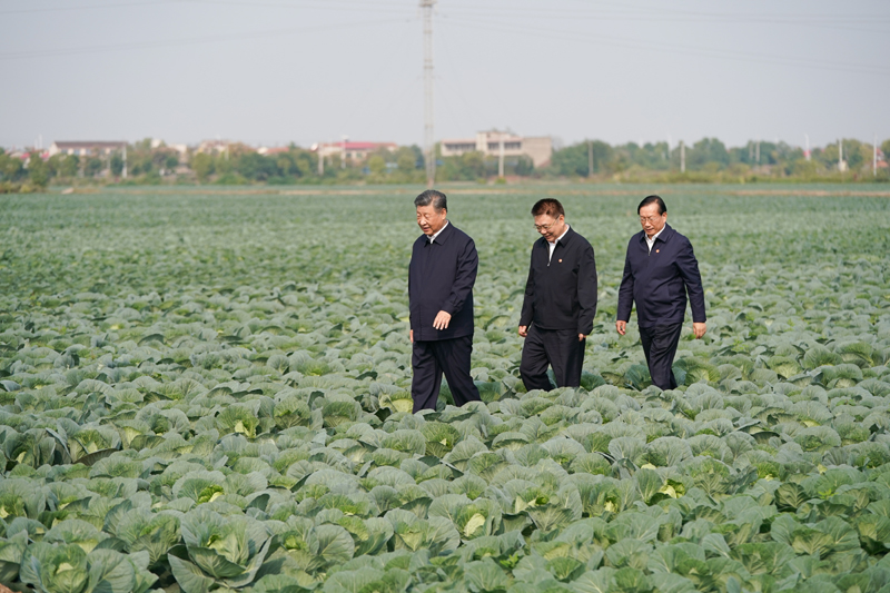 2024年11月5日，習近平總書記在湖北嘉魚潘家灣鎮(zhèn)十里蔬菜長廊考察。