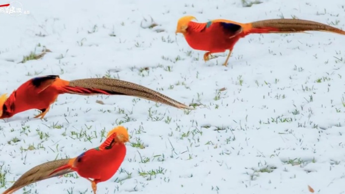 雪地里的紅腹錦雞美得像國(guó)畫(huà)