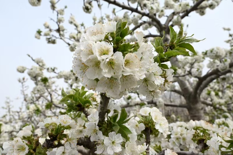 1743586651816876.jpg 微信圖片_20250402172659.jpg