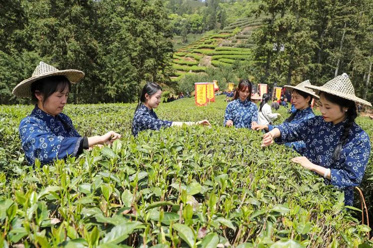 2025年4月13日,福建武夷山市星村鎮(zhèn)朝陽(yáng)村茶農(nóng)在生態(tài)茶園展示采茶。新華社發(fā)(邱汝泉 攝)