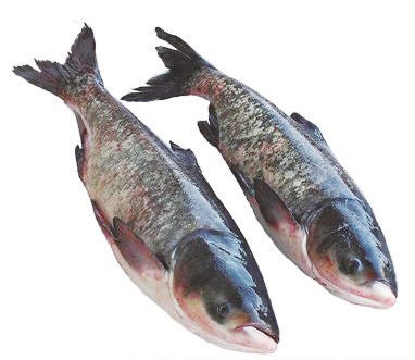 1749177003363265.png 9ea3a7ade816a14e98cd7aa8b5487450_img_459_437_117_105.png