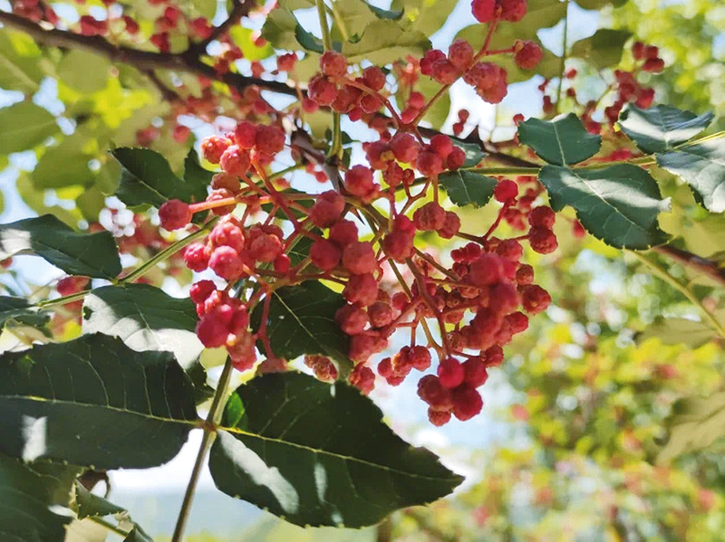 1750033944646629.jpg 1750033938985.jpg