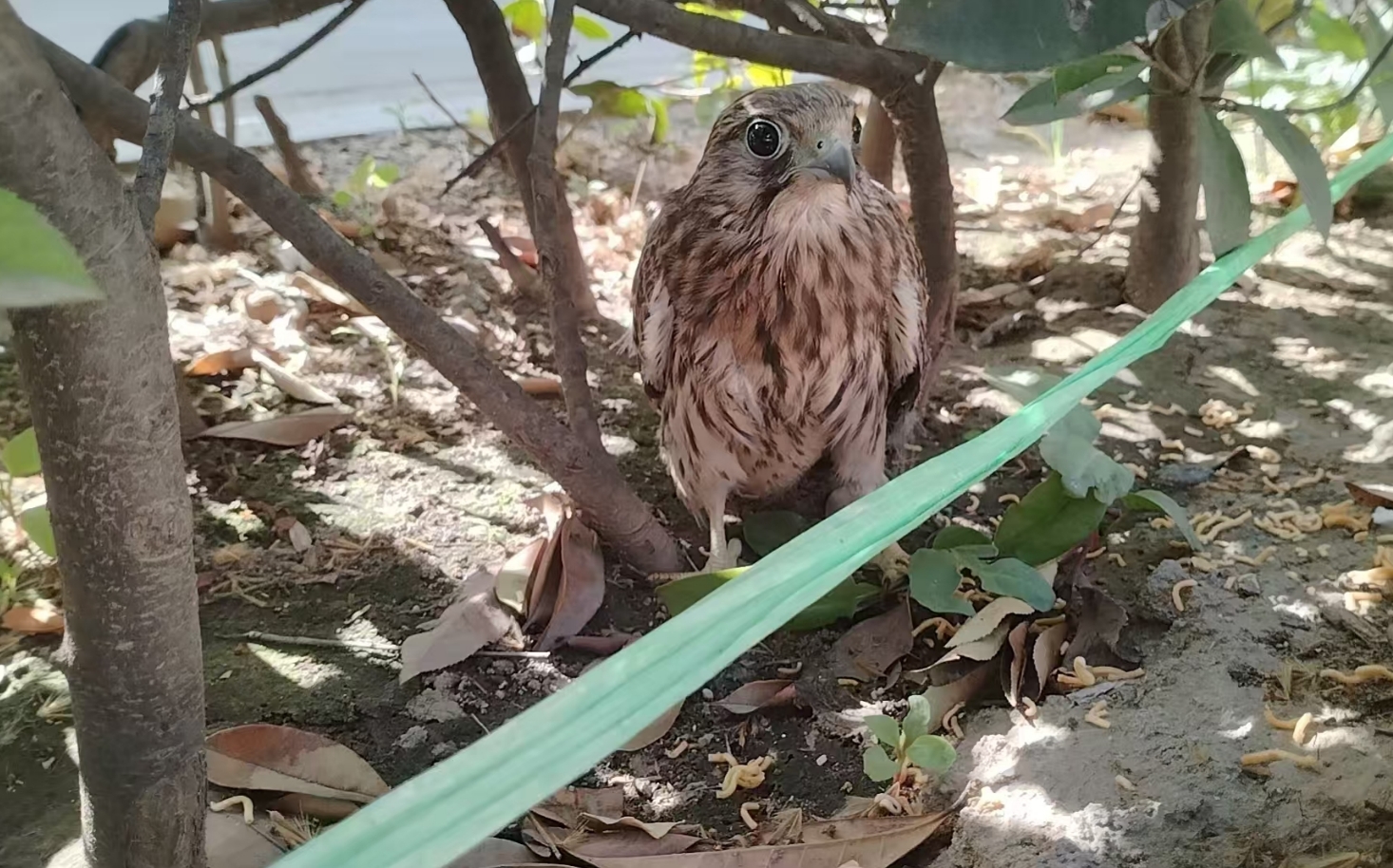 1750321661457611.png 微信截圖_20250619162736.png