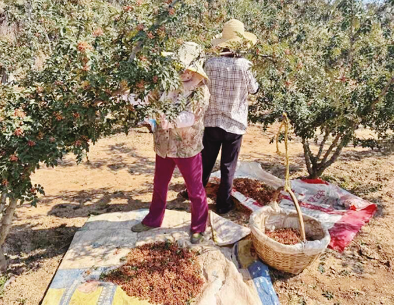 1757031731506366.png 微信圖片_20250905081908.png