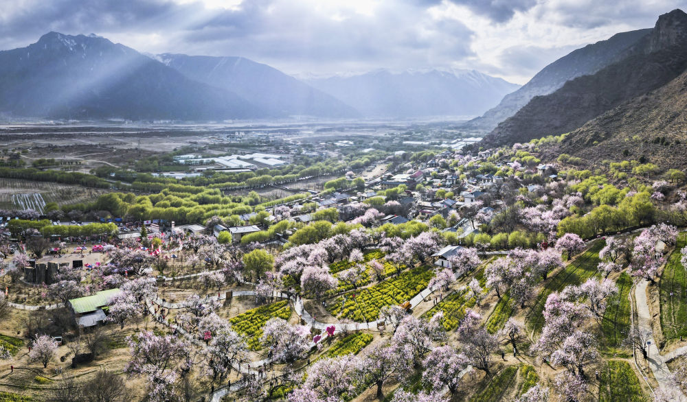 嘎拉村桃花(無人機照片)。嘎拉村緊鄰川藏公路,被稱為西藏“桃花第一村”。圖片來源 新華社
