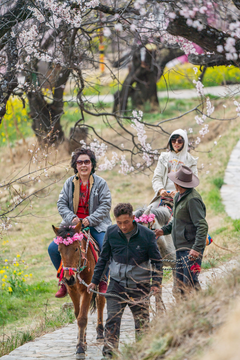 游客在林芝市嘎拉村體驗馬背觀花。圖片來源 新華社