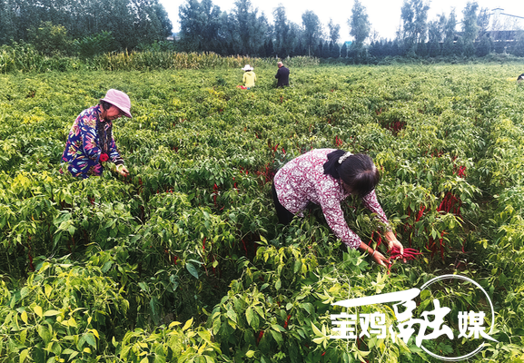 1758265324569498.png 9ea3a7ade816a14e98cd7aa8b5487450_img_144_1051_415_288.png