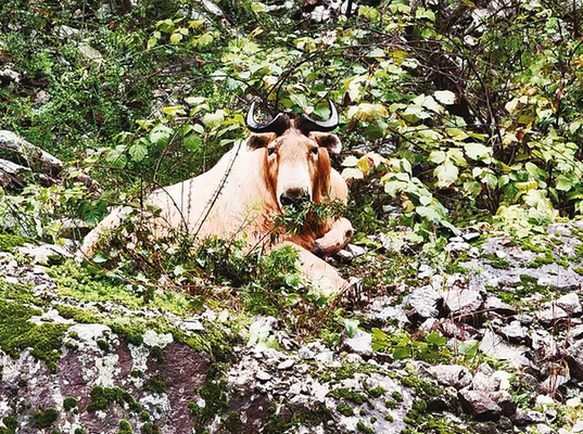 1759994734215653.png bf2c9ef69716b159b7df4cb0fe511472_img_284_466_296_221 (1).png