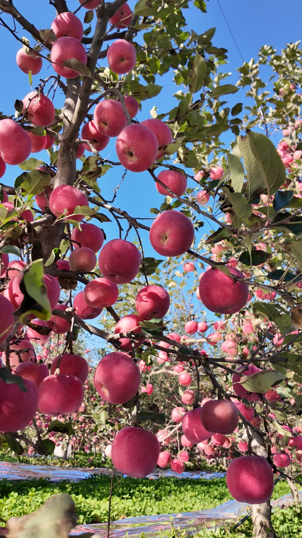 正在上傳... 56d8a57fc1045df75794298b3fb6be75.png