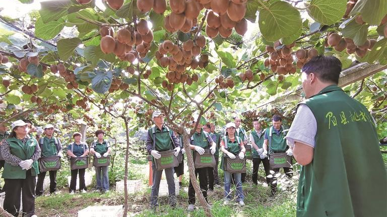 眉縣桃把式“剪”出好日子